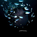 Jellyfish