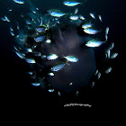 Jellyfish