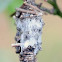 Unknown insects home