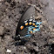 Pipevine Swallowtail
