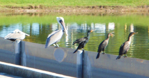 Spotting Image 1