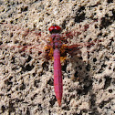 Crimson Marsh Glider