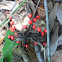 Red Berries