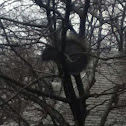 Eastern Gray Squirrel