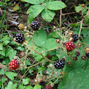 Blackberry