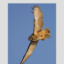 Indian Eagle-Owl