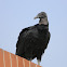 Black Vulture