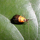 Moth