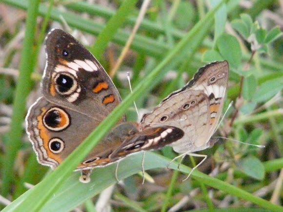 Spotting Image 1