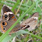 Common buckeye butterfly