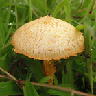 Fungi