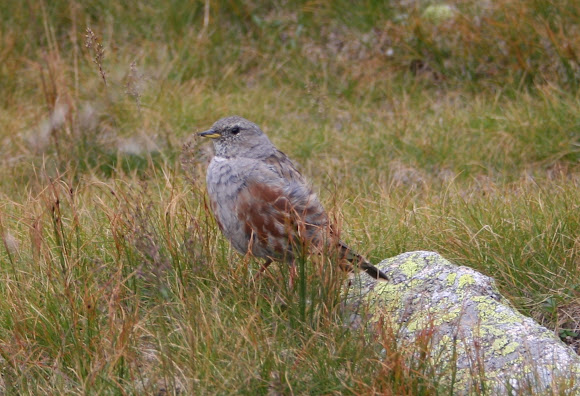 Spotting Image 1
