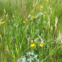 Yellow flower