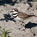 Killdeer