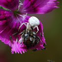 white crab spider?