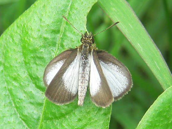 Spotting Image 1