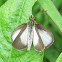 Skipper Butterfly