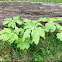 Mayapple