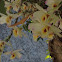 Orquídea