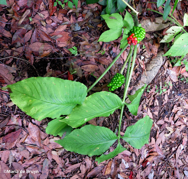 American ginseng Project Noah