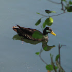 Mallard Hybrid,Pato hibrido