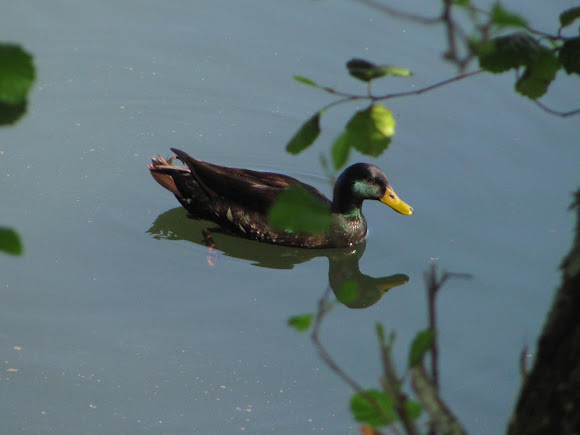 Spotting Image 1