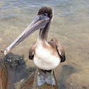 Pelican