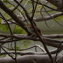 Brown Thrasher