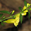 Smooth Yellow False Foxglove