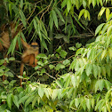 Yellow-handed Mitered Langur