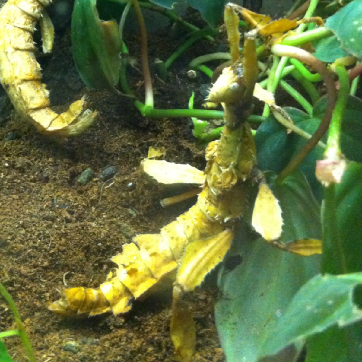 Spiny Leaf Insect