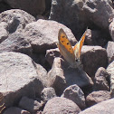 Small Copper
