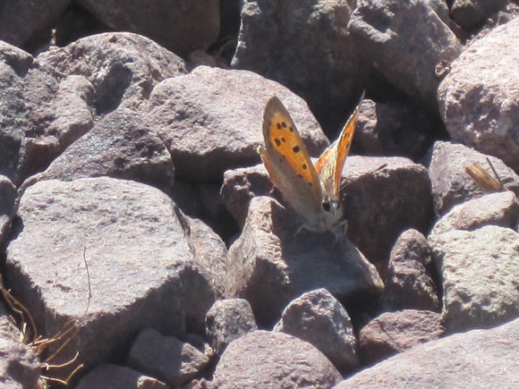 Spotting Image 1