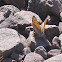 Small Copper
