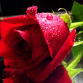Beauty of Red by Colleen Legree - Nature Up Close Flowers ( water, rose, red, nature, drops, stem, waterdrops, flower )