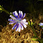 Flower.