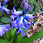Hyacinth