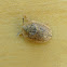 Beet tortoise beetle