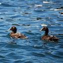 Common Eider