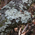 Lichen