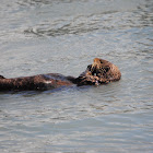 Sea Otter