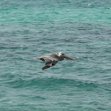 Brown Pelican