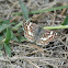 Checkered White Skipper Butterfly