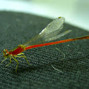 Red Damselfly