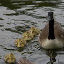 Canadian Geese