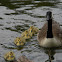 Canadian Geese