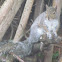 Gray Squirrel