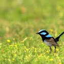 Superb Fairywren
