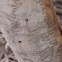 Scribbly Gum