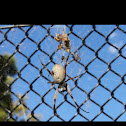 Banded Orb Weaver